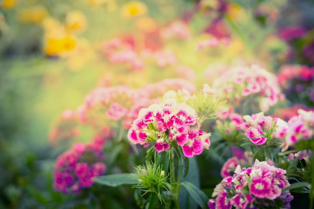 Hoveniersbedrijf Noord-West - beautiful garden or park flowers , summer or autumn nature background